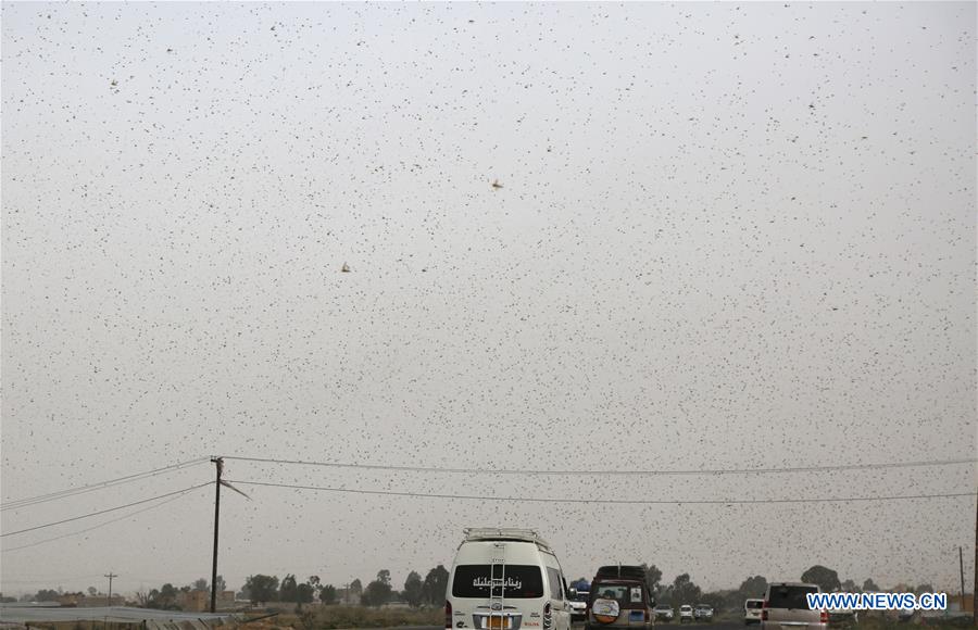 YEMEN-SANAA-LOCUSTS-THREAT