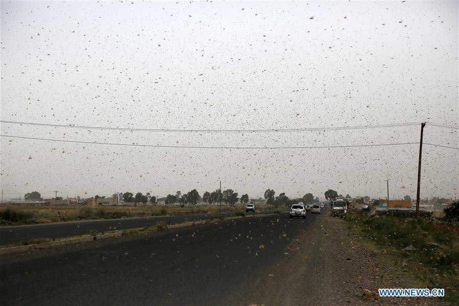 YEMEN-SANAA-LOCUSTS-THREAT