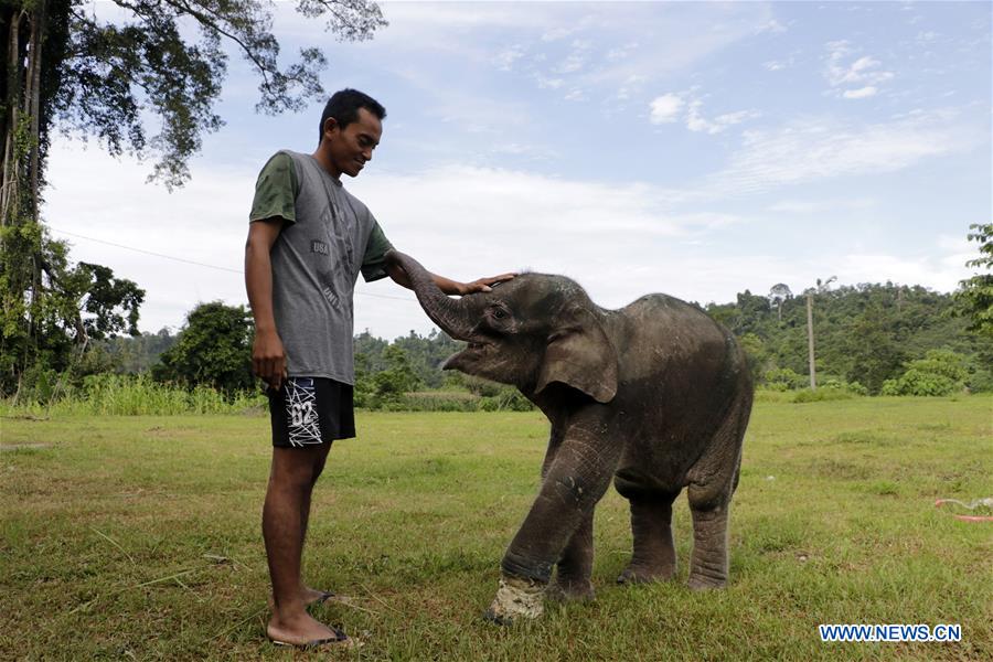 INDONESIA-ACEH-BABY ELEPHANT-INJURY-RECOVERY