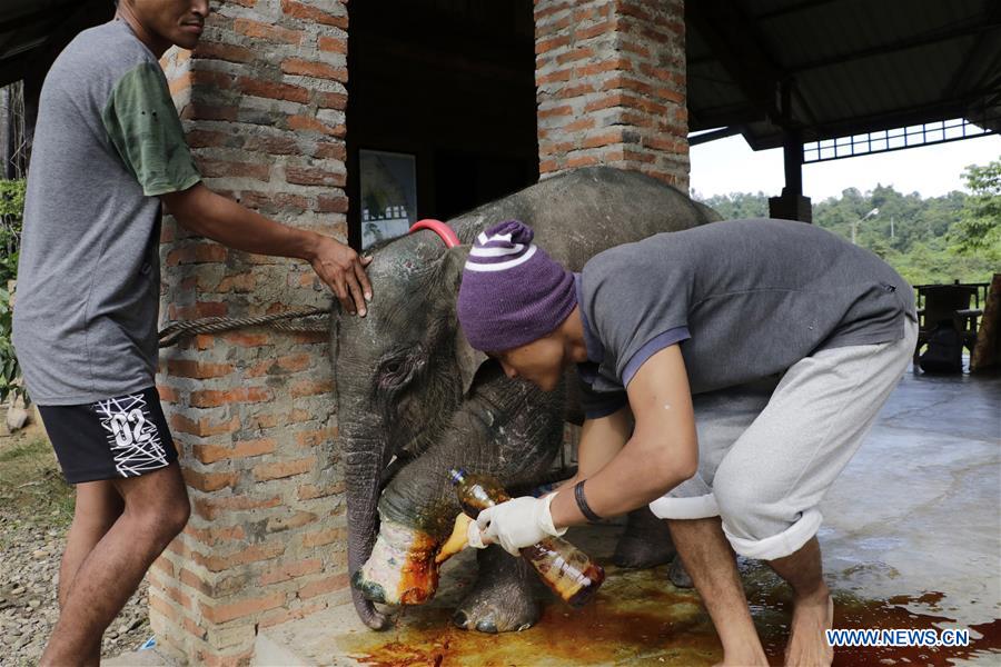 INDONESIA-ACEH-BABY ELEPHANT-INJURY-RECOVERY