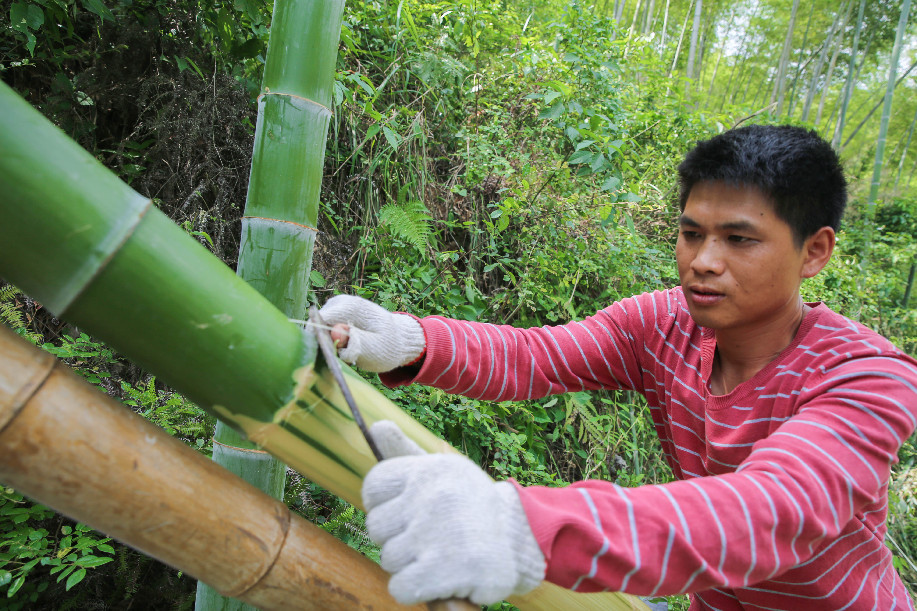 Family dedicated to traditional papermaking craft Xinhua English