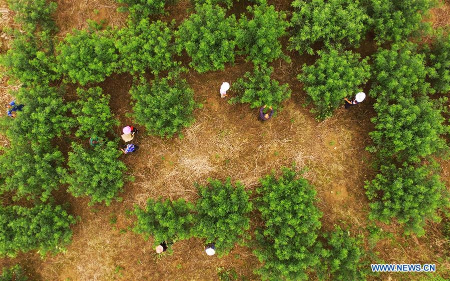 CHINA-CHONGQING-NANCHUAN-DISABLED FARMER (CN)