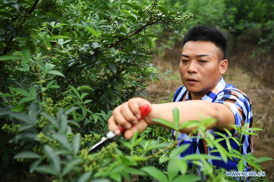 CHINA-CHONGQING-NANCHUAN-DISABLED FARMER (CN)
