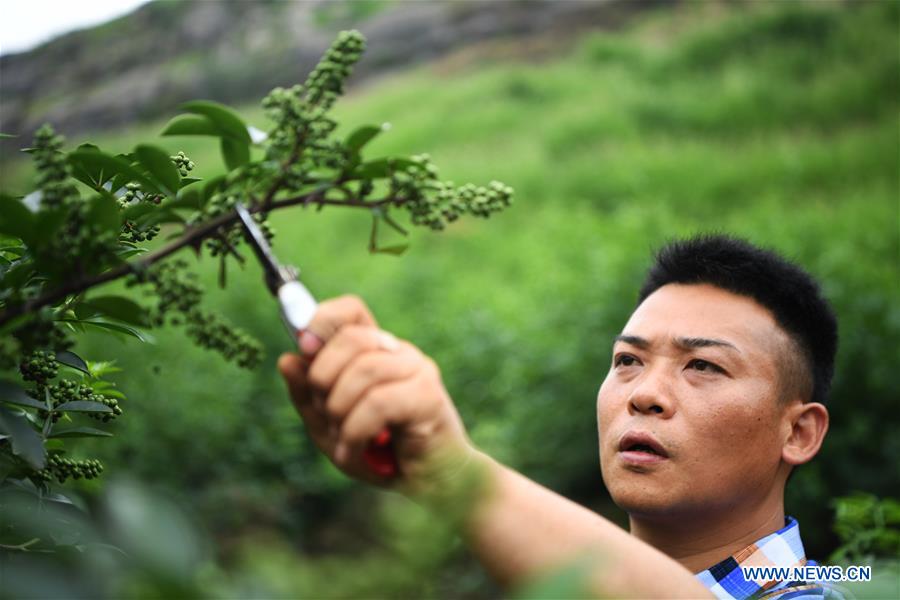CHINA-CHONGQING-NANCHUAN-DISABLED FARMER (CN)