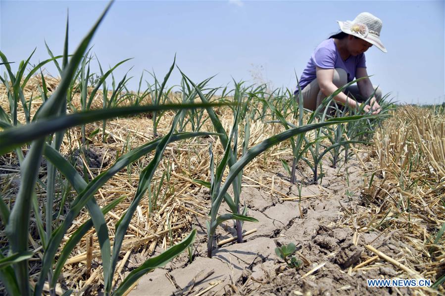 CHINA-SHANDONG-DROUGHT (CN)