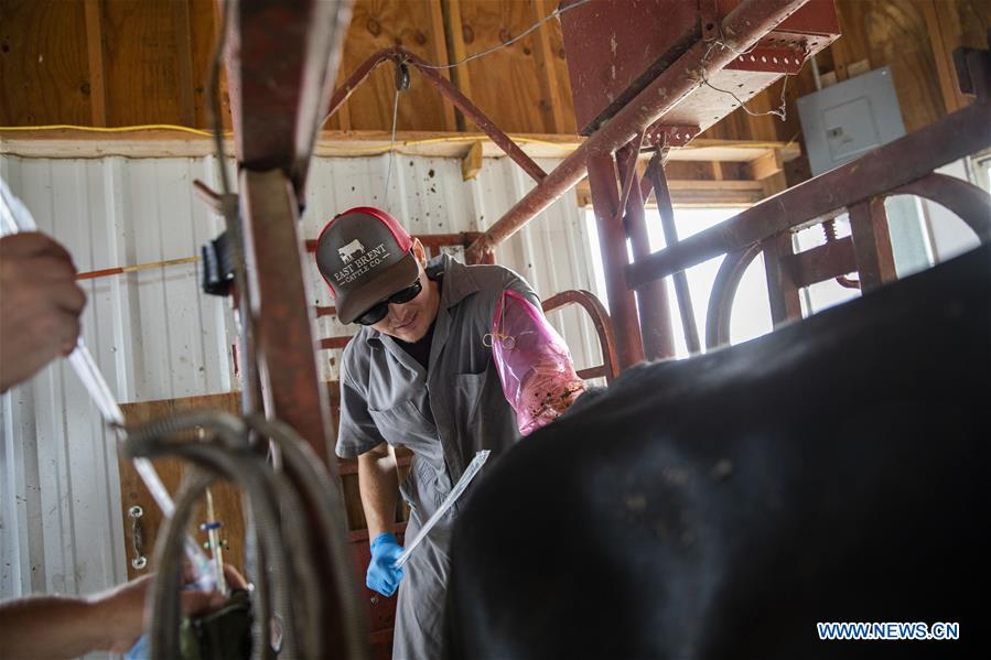 U.S.-IOWA-ATLANTIC-CATTLE-ARTIFICIAL INSEMINATION 