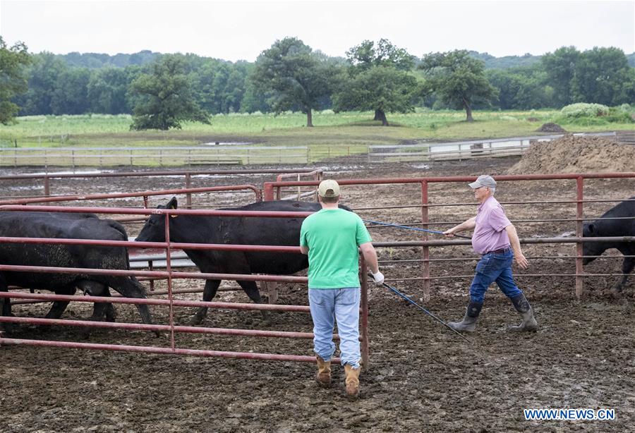 U.S.-IOWA-ATLANTIC-CATTLE-ARTIFICIAL INSEMINATION 