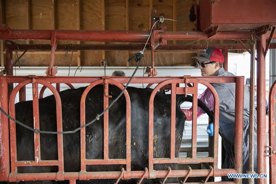 U.S.-IOWA-ATLANTIC-CATTLE-ARTIFICIAL INSEMINATION 