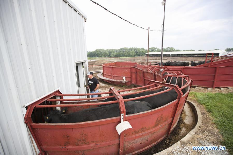 U.S.-IOWA-ATLANTIC-CATTLE-ARTIFICIAL INSEMINATION 