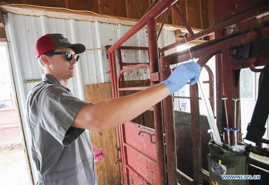 U.S.-IOWA-ATLANTIC-CATTLE-ARTIFICIAL INSEMINATION 