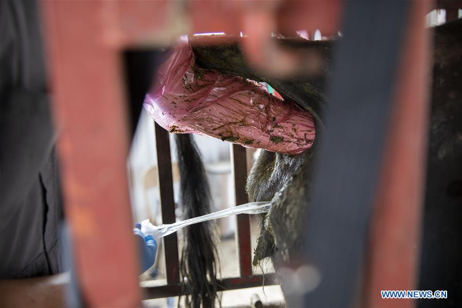 U.S.-IOWA-ATLANTIC-CATTLE-ARTIFICIAL INSEMINATION 