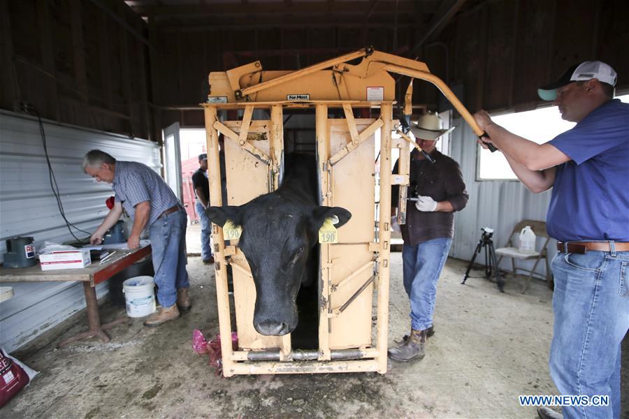 U.S.-IOWA-ATLANTIC-CATTLE-ARTIFICIAL INSEMINATION 