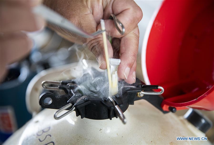 U.S.-IOWA-ATLANTIC-CATTLE-ARTIFICIAL INSEMINATION 