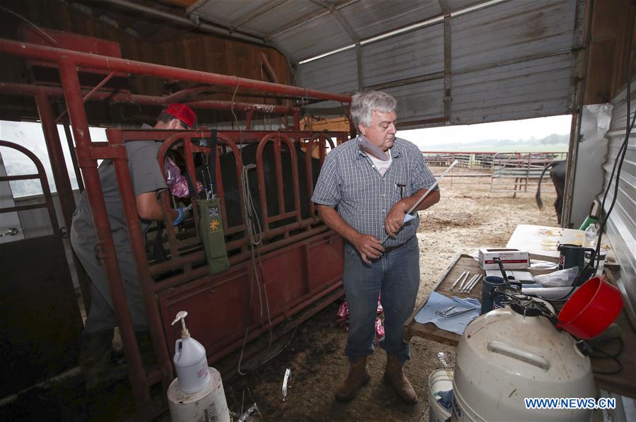 U.S.-IOWA-ATLANTIC-CATTLE-ARTIFICIAL INSEMINATION 