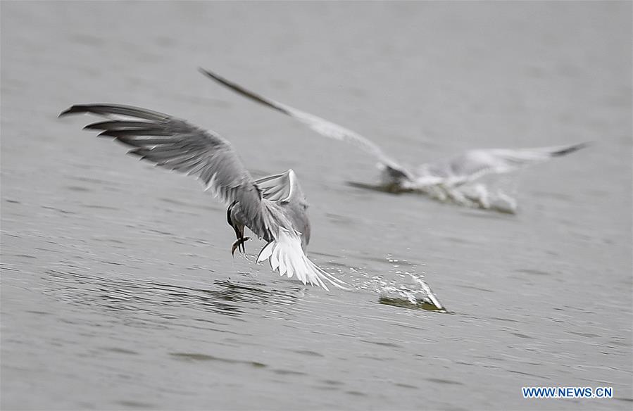 CHINA-JIANGSU-WETLAND-BIRDS (CN)