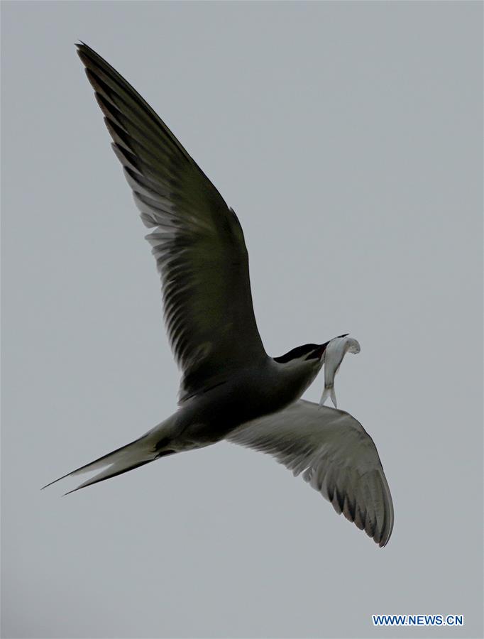 CHINA-JIANGSU-WETLAND-BIRDS (CN)