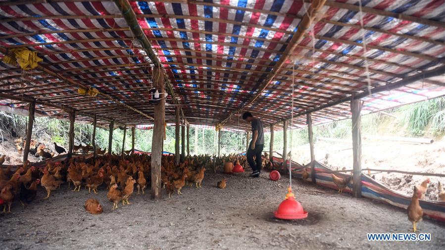 CHINA-GUANGXI-CHICKEN INDUSTRY-POVERTY ALLEVIATION (CN)