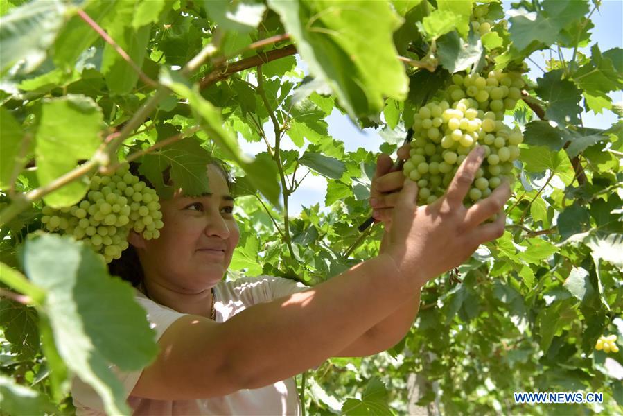 Farmers harvest grapes in Xinjiang Xinhua English.news.cn