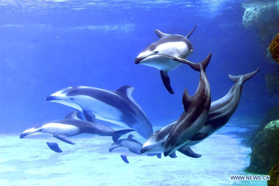 CHINA-ZHUHAI-PACIFIC WHITE-SIDED DOLPHIN-CUB (CN)