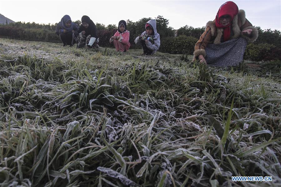 INDONESIA-BANJARNEGARA-FROZEN DEW