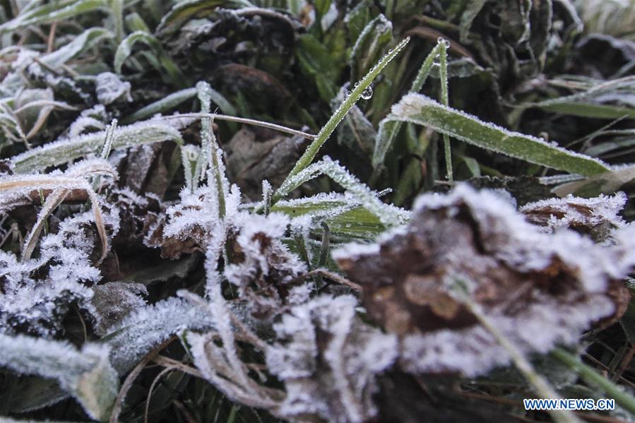 INDONESIA-BANJARNEGARA-FROZEN DEW