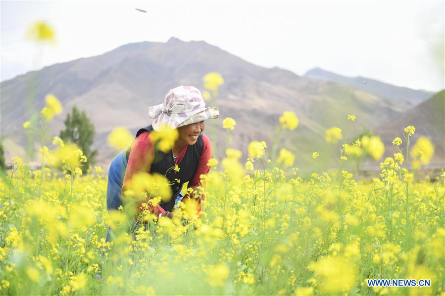 CHINA-TIBET-COLE FLOWERS (CN)