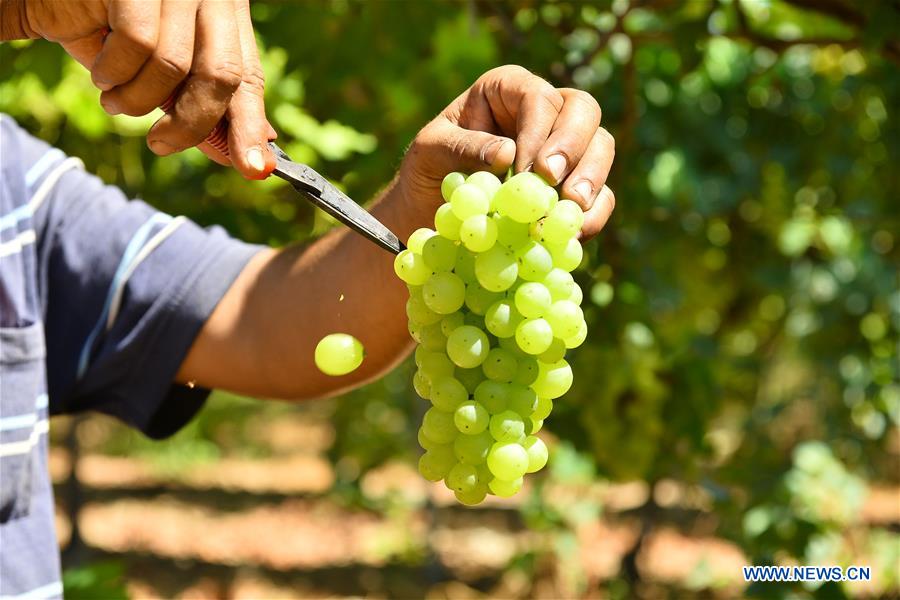 MIDEAST-GAZA-GRAPES-HARVEST-LOSS
