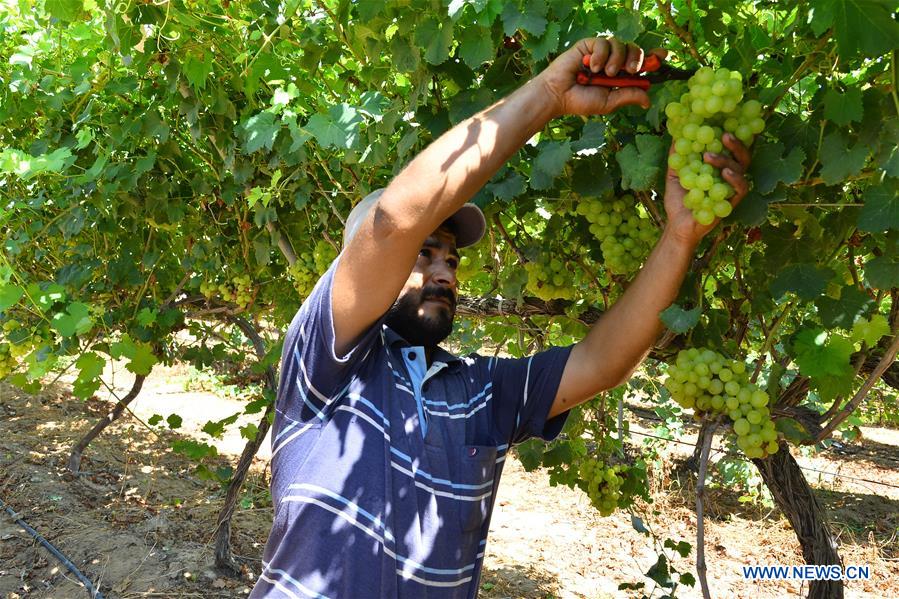 MIDEAST-GAZA-GRAPES-HARVEST-LOSS
