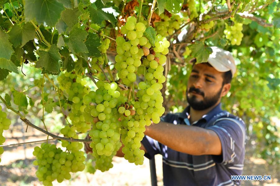 MIDEAST-GAZA-GRAPES-HARVEST-LOSS