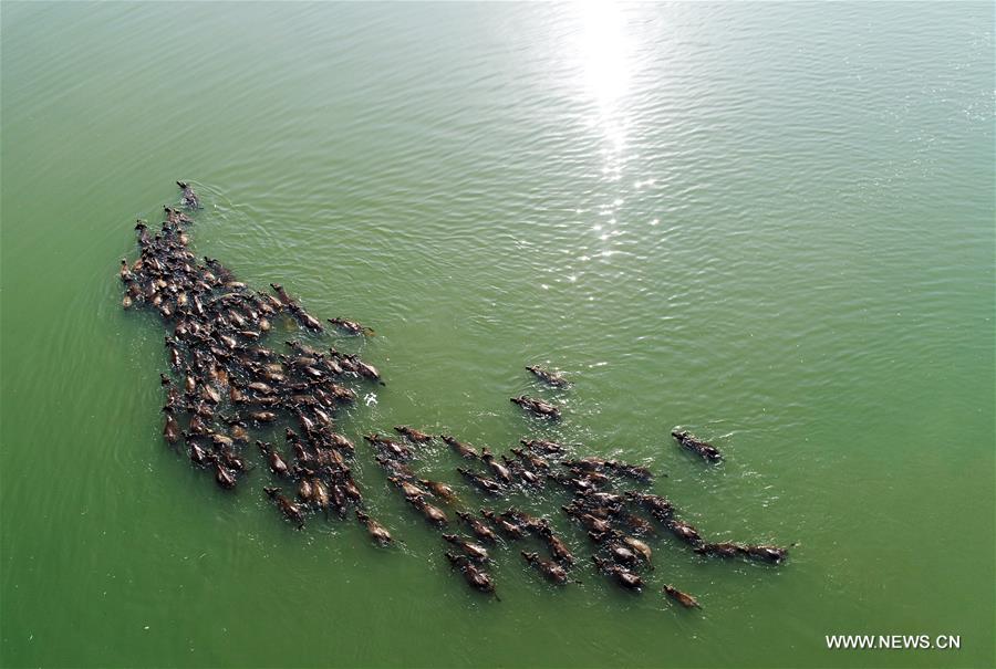 #CHINA-SICHUAN-NANCHONG-BUFFALOS-CROSSING RIVER (CN)