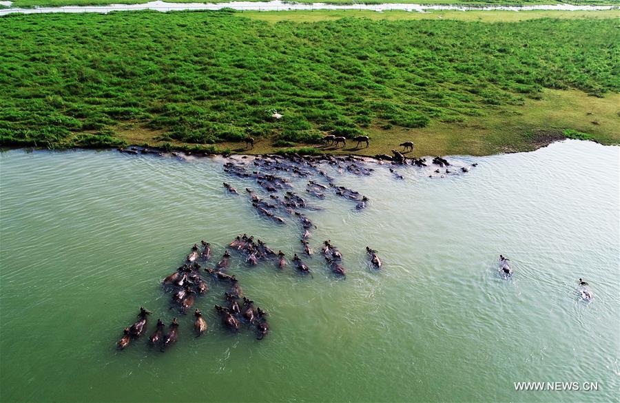 #CHINA-SICHUAN-NANCHONG-BUFFALOS-CROSSING RIVER (CN)