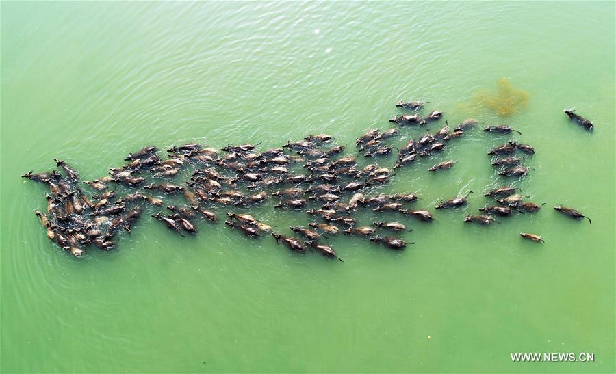 #CHINA-SICHUAN-NANCHONG-BUFFALOS-CROSSING RIVER (CN)