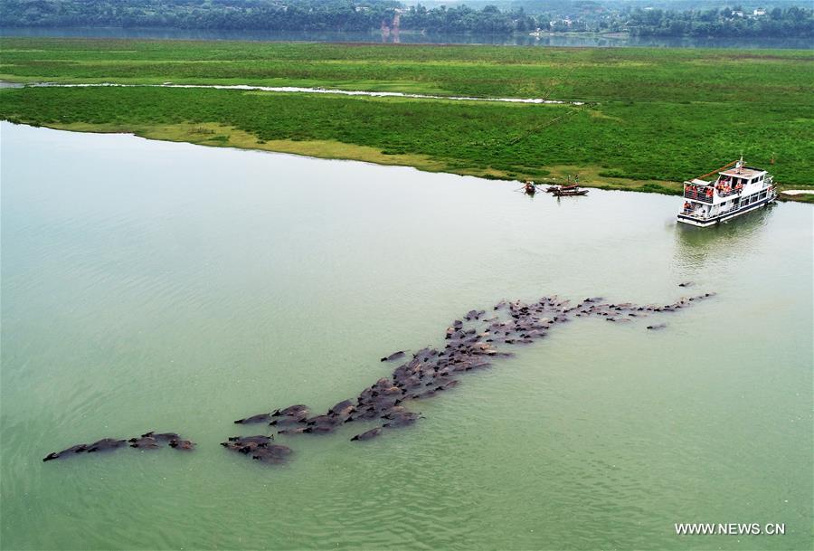 #CHINA-SICHUAN-NANCHONG-BUFFALOS-CROSSING RIVER (CN)