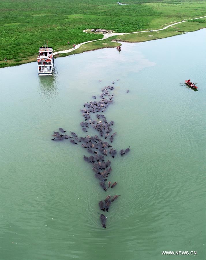 #CHINA-SICHUAN-NANCHONG-BUFFALOS-CROSSING RIVER (CN)