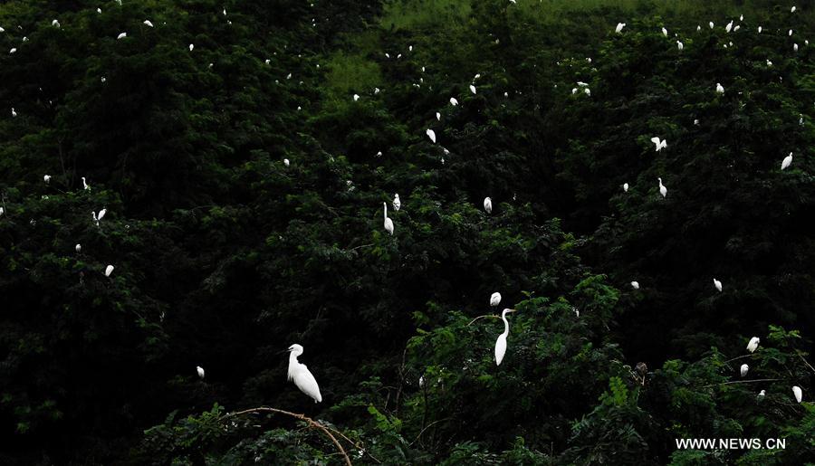 CHINA-MIGRATORY BIRD SANCTUARIES-UNESCO-WORLD HERITAGE LIST (CN)