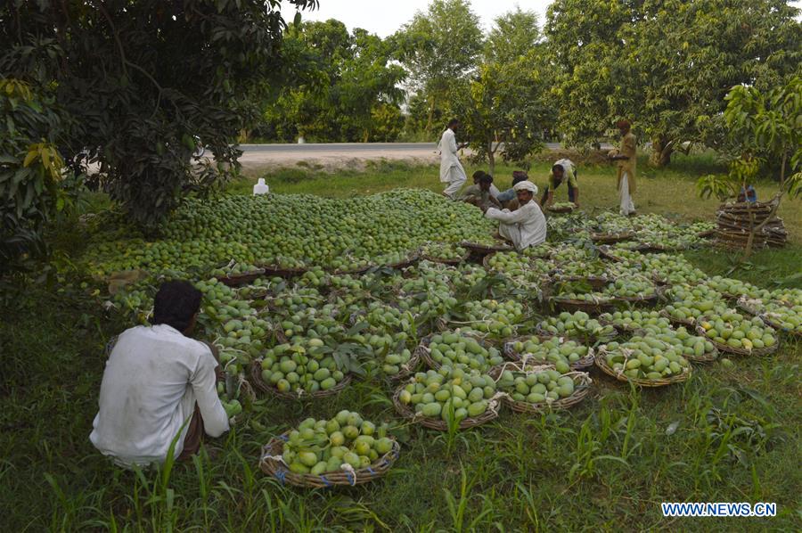 Pakistani farmers harvest mangos in Multan Xinhua English.news.cn
