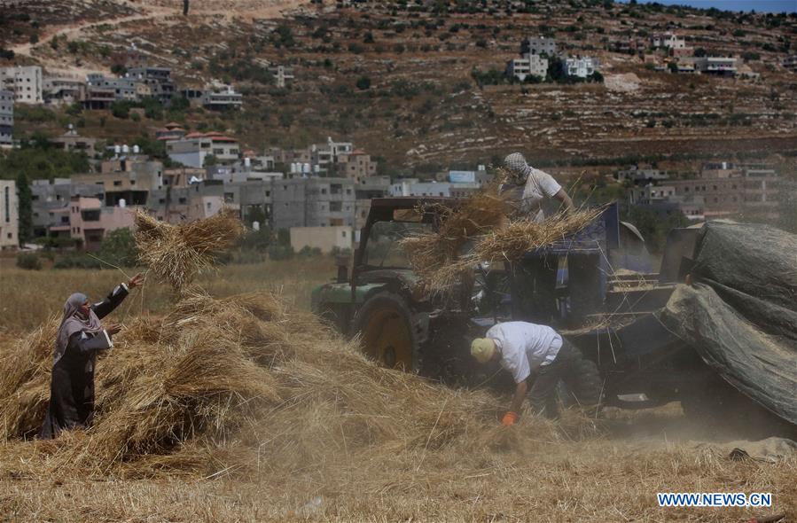 MIDEAST-NABLUS-WHEAT