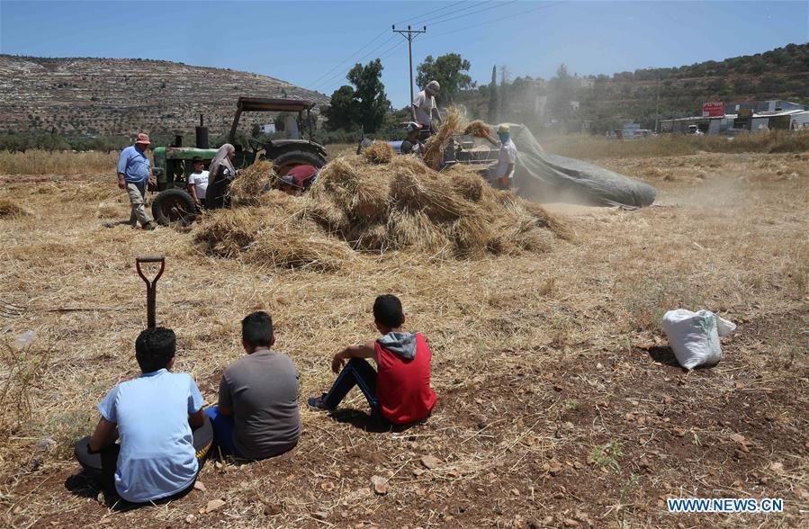 MIDEAST-NABLUS-WHEAT