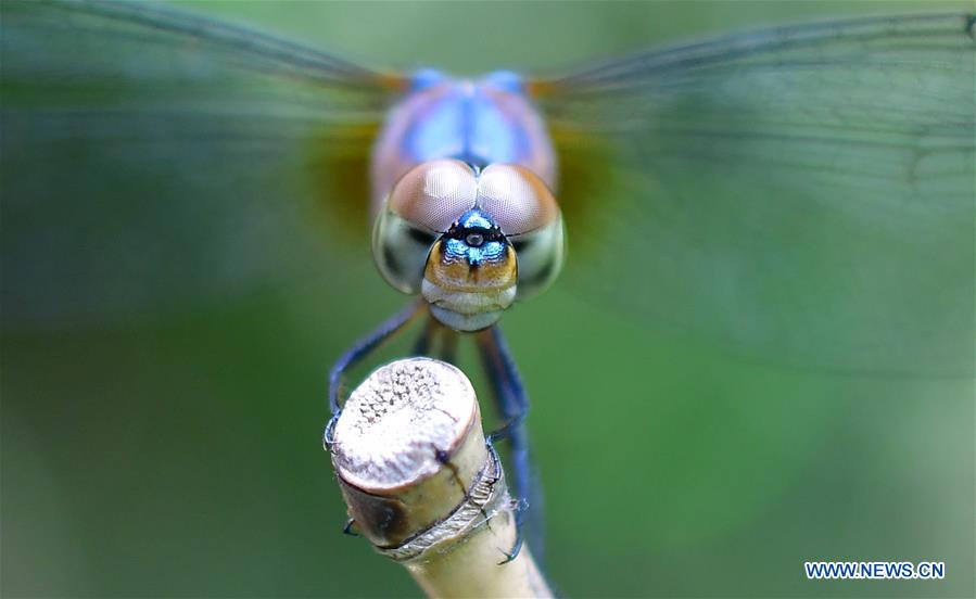 INDIA-AGARTALA-DRAGONFLY