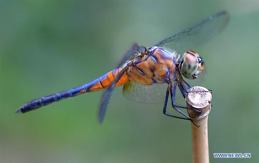INDIA-AGARTALA-DRAGONFLY