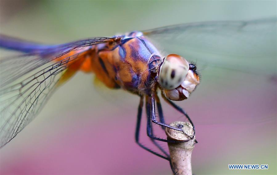 INDIA-AGARTALA-DRAGONFLY