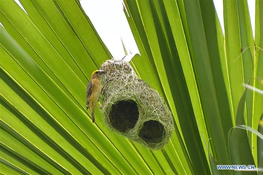 INDIA-AGARTALA-BAYA WAVER BIRD