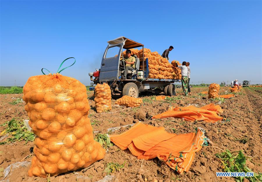 CHINA-HEBEI-AGRICULTURE-POTATO-BUSINESS (CN)