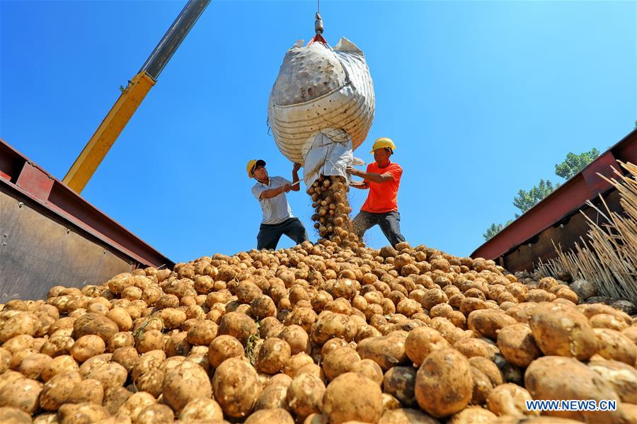 CHINA-HEBEI-AGRICULTURE-POTATO-BUSINESS (CN)