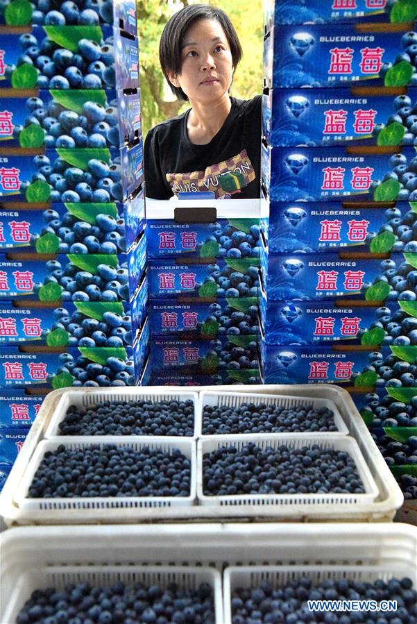 #CHINA-SHANDONG-ZIBO-BLUEBERRY COUPLE (CN)