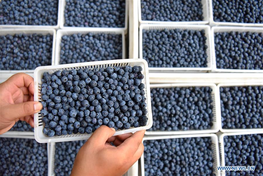 #CHINA-SHANDONG-ZIBO-BLUEBERRY COUPLE (CN)