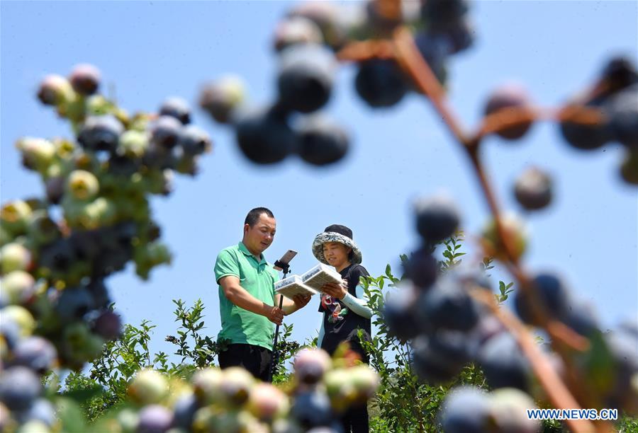 #CHINA-SHANDONG-ZIBO-BLUEBERRY COUPLE (CN)