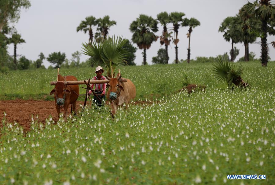 MYANMAR-MAGWAY-SESAME PLANTING