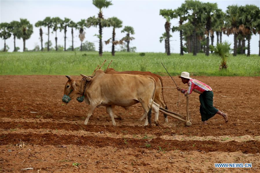 MYANMAR-MAGWAY-SESAME PLANTING