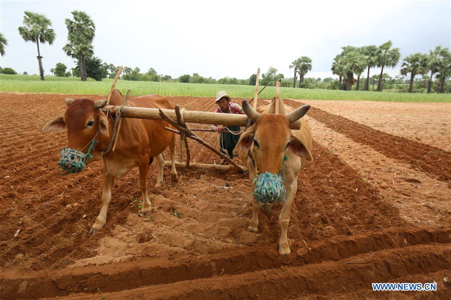 MYANMAR-MAGWAY-SESAME PLANTING